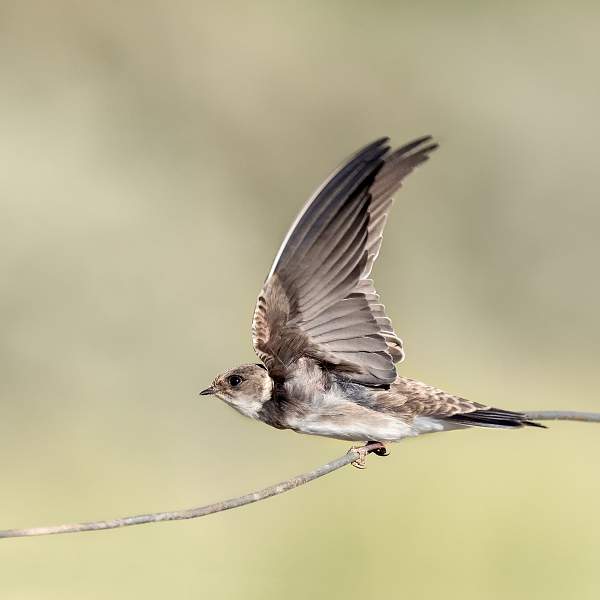 Life on the Wire 3.jpg